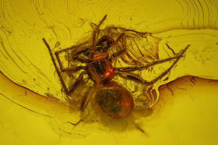 Detailed Fossil Spider (Araneae) in Baltic Amber #170047
